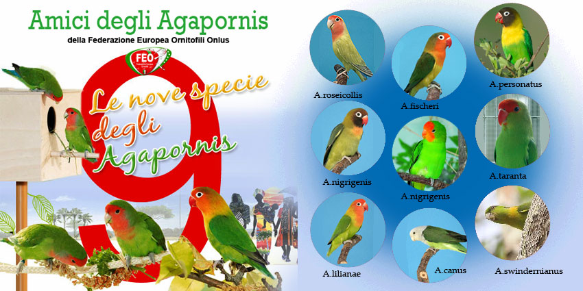 amici degli agapornis feo