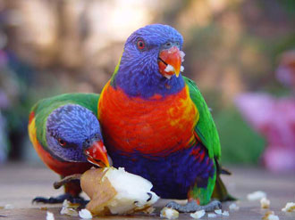 LORI ARCOBALENO