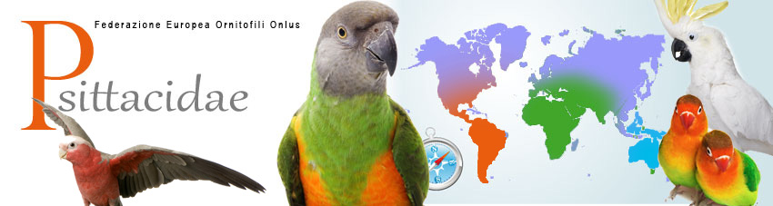 psittacidae
