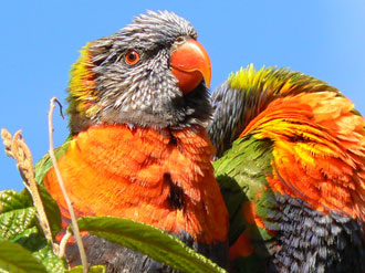lori arcobaleno