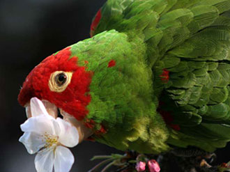 aratinga