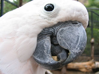 cacatua