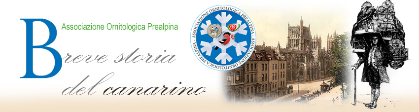 testata breve storia del canarino