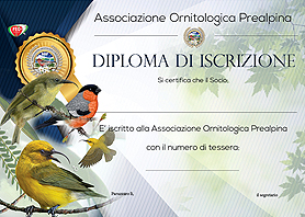 diploma prealpina