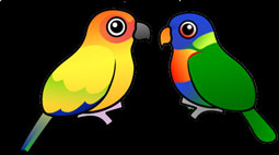 sun conure banner